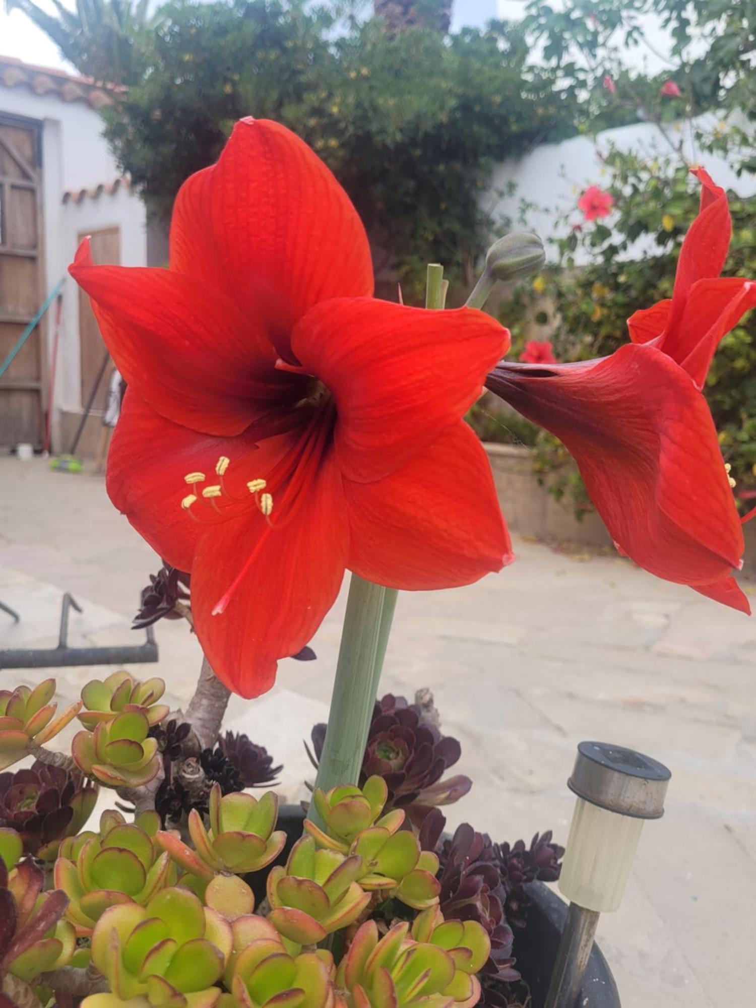 La Llar De Laura 2 Villa Amposta Bagian luar foto